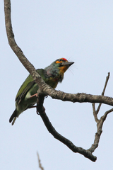 Psilopogon rubricapillus