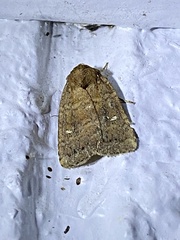 Pseudorthodes