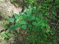 Porophyllum ruderale