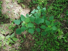 Porophyllum ruderale