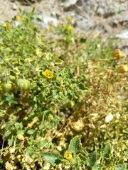 Physalis crassifolia infundibularis