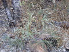 Livistona inermis