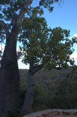 Brachychiton australis