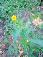 Sonchus oleraceus