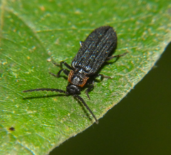 Eropterus