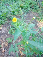 Sonchus oleraceus