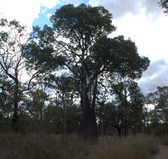Brachychiton rupestris