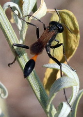 Ammophila placida