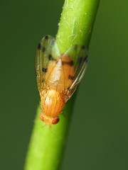 Homoneura fuscibasis