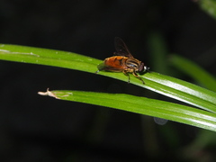 Mesembrius bengalensis