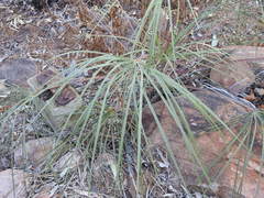 Livistona inermis