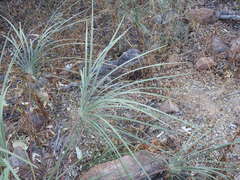 Livistona inermis