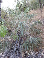 Livistona inermis