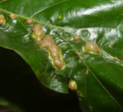 Polystepha symmetrica