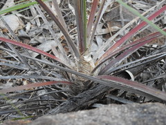 Livistona inermis