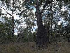 Brachychiton rupestris