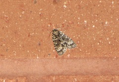 Acronicta fragilis