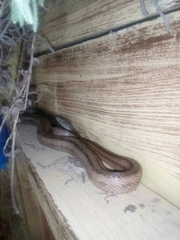 Pantherophis bairdi