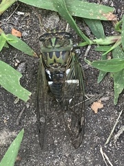 Neotibicen latifasciatus