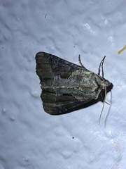 Lateroligia ophiogramma