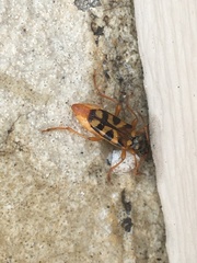 Xestoleptura