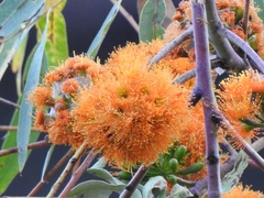 Eucalyptus phoenicea