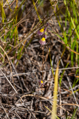 Utricularia welwitschii