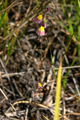Utricularia welwitschii