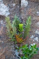 Pellaea pectiniformis