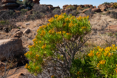 Senecio barbertonicus