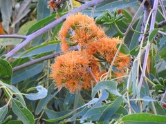 Eucalyptus phoenicea