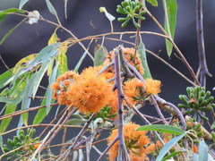 Eucalyptus phoenicea