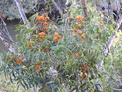 Eucalyptus phoenicea
