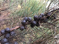 Allocasuarina mackliniana