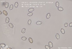 Peziza atrovinosa