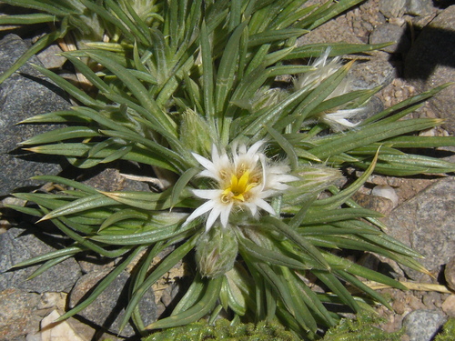 Huarpea