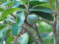 Elaeocarpus bancroftii