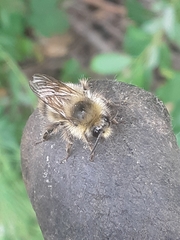 Bombus