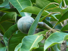 Elaeocarpus bancroftii