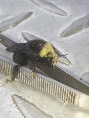 Bombus