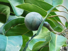 Elaeocarpus bancroftii