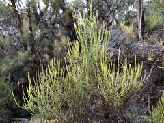 Allocasuarina mackliniana