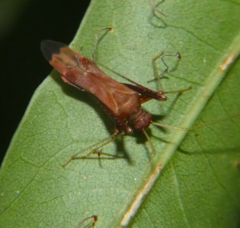 Paraxenetus guttulatus