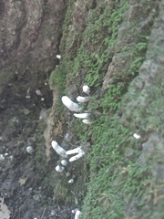 Xylaria hypoxylon