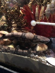 Scyliorhinus retifer