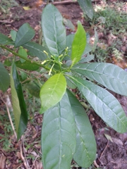 Tabernaemontana amygdalifolia