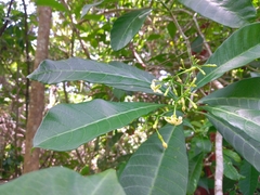 Tabernaemontana amygdalifolia