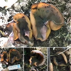 Peziza atrovinosa