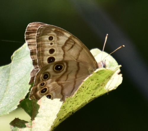photo of Northern Pearly-eye (Lethe anthedon)