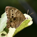 photo of Northern Pearly-eye (Lethe anthedon)